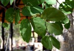 Guibourtia conjugata