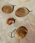 Guibourtia conjugata