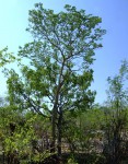 Guibourtia conjugata
