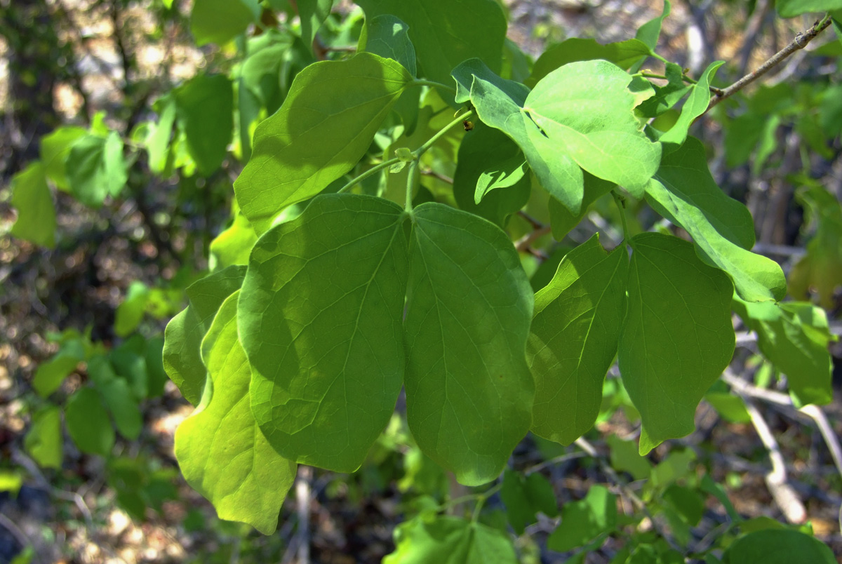 Guibourtia conjugata