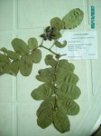 Brachystegia allenii