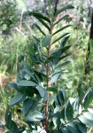 Brachystegia allenii