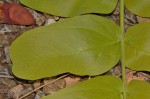 Brachystegia allenii