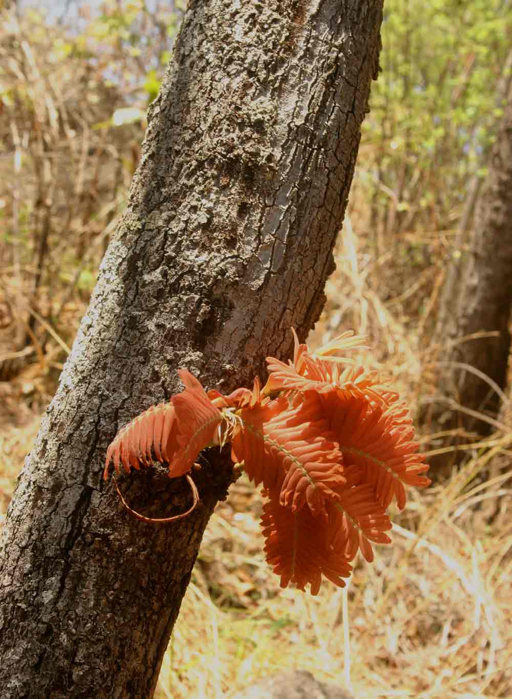 Brachystegia boehmii