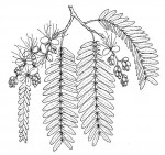 Brachystegia glaucescens