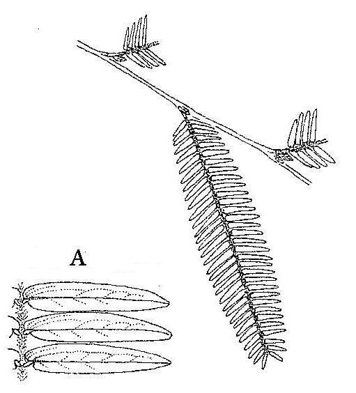 Brachystegia glaucescens