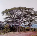 Brachystegia glaucescens