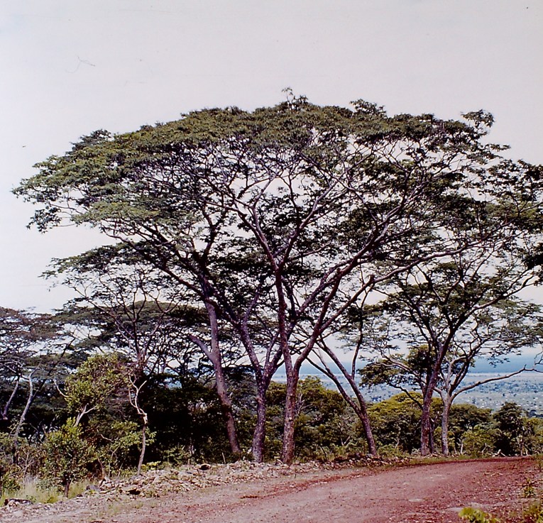 Brachystegia glaucescens