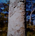 Brachystegia glaucescens