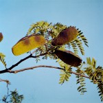 Brachystegia glaucescens