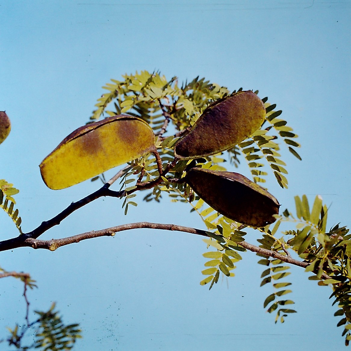 Brachystegia glaucescens