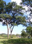 Brachystegia glaucescens