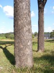 Brachystegia glaucescens