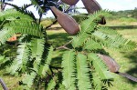 Brachystegia glaucescens