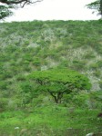 Brachystegia glaucescens