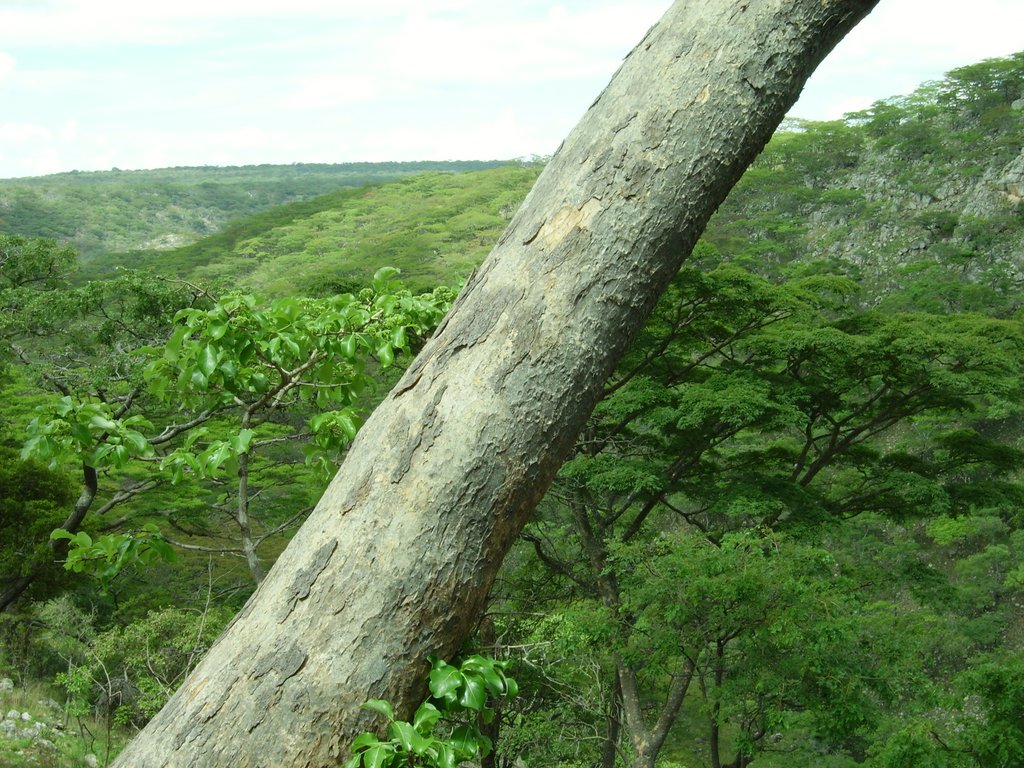 Brachystegia glaucescens