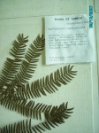 Brachystegia glaucescens