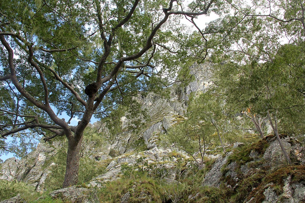 Brachystegia glaucescens