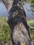 Brachystegia glaucescens