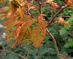 Brachystegia glaucescens