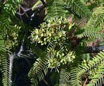 Brachystegia glaucescens
