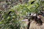 Brachystegia glaucescens