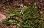 Cryptosepalum maraviense