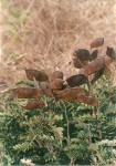 Cryptosepalum maraviense