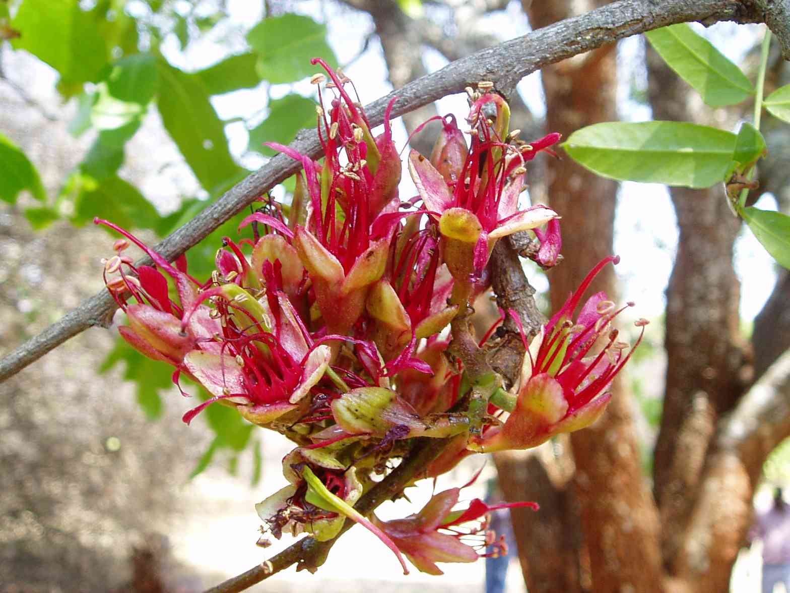 Schotia brachypetala