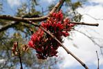 Schotia brachypetala