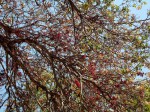 Schotia brachypetala