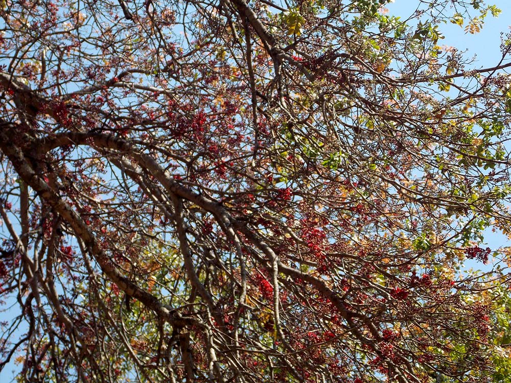 Schotia brachypetala