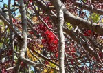 Schotia brachypetala