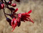 Schotia brachypetala