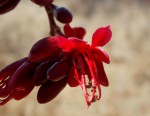 Schotia brachypetala