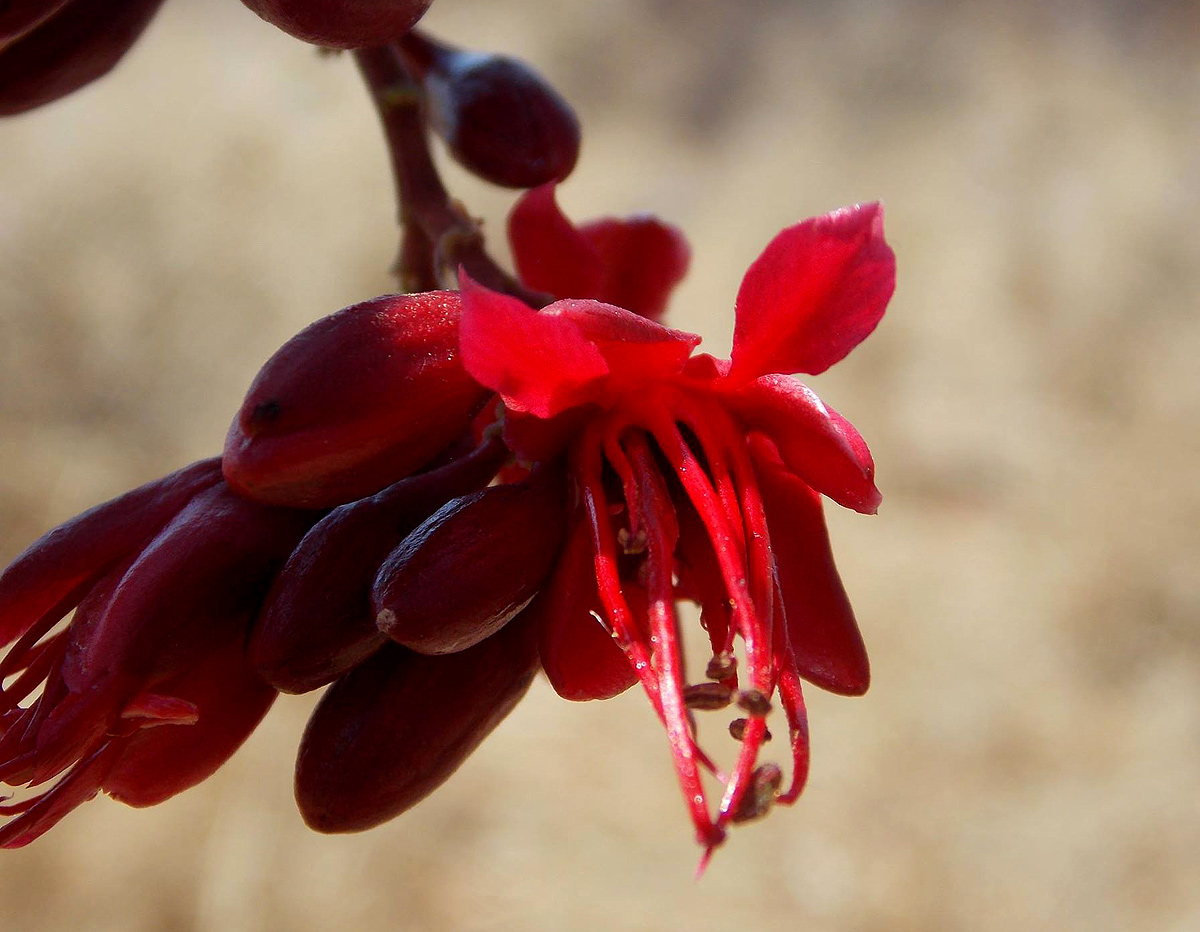 Schotia brachypetala