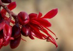 Schotia brachypetala