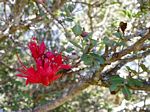Schotia capitata