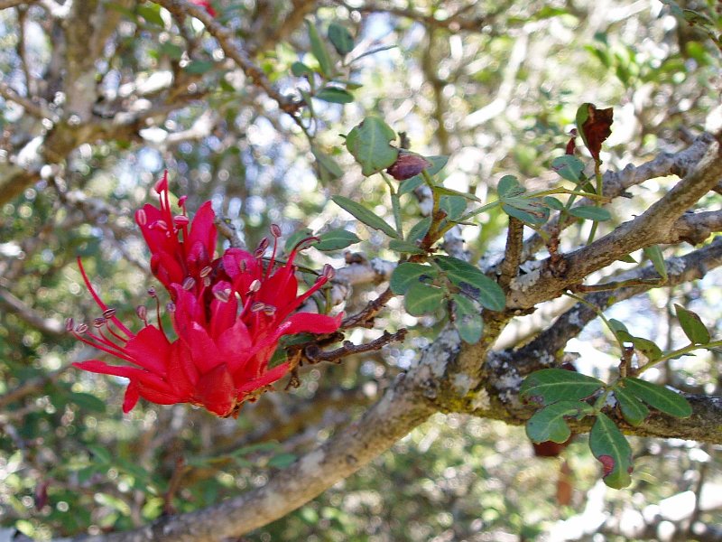 Schotia capitata