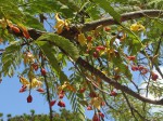 Tamarindus indica