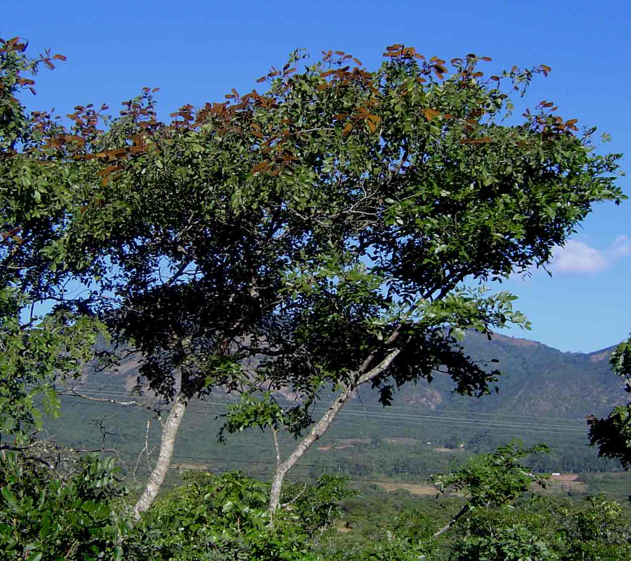 Julbernardia globiflora