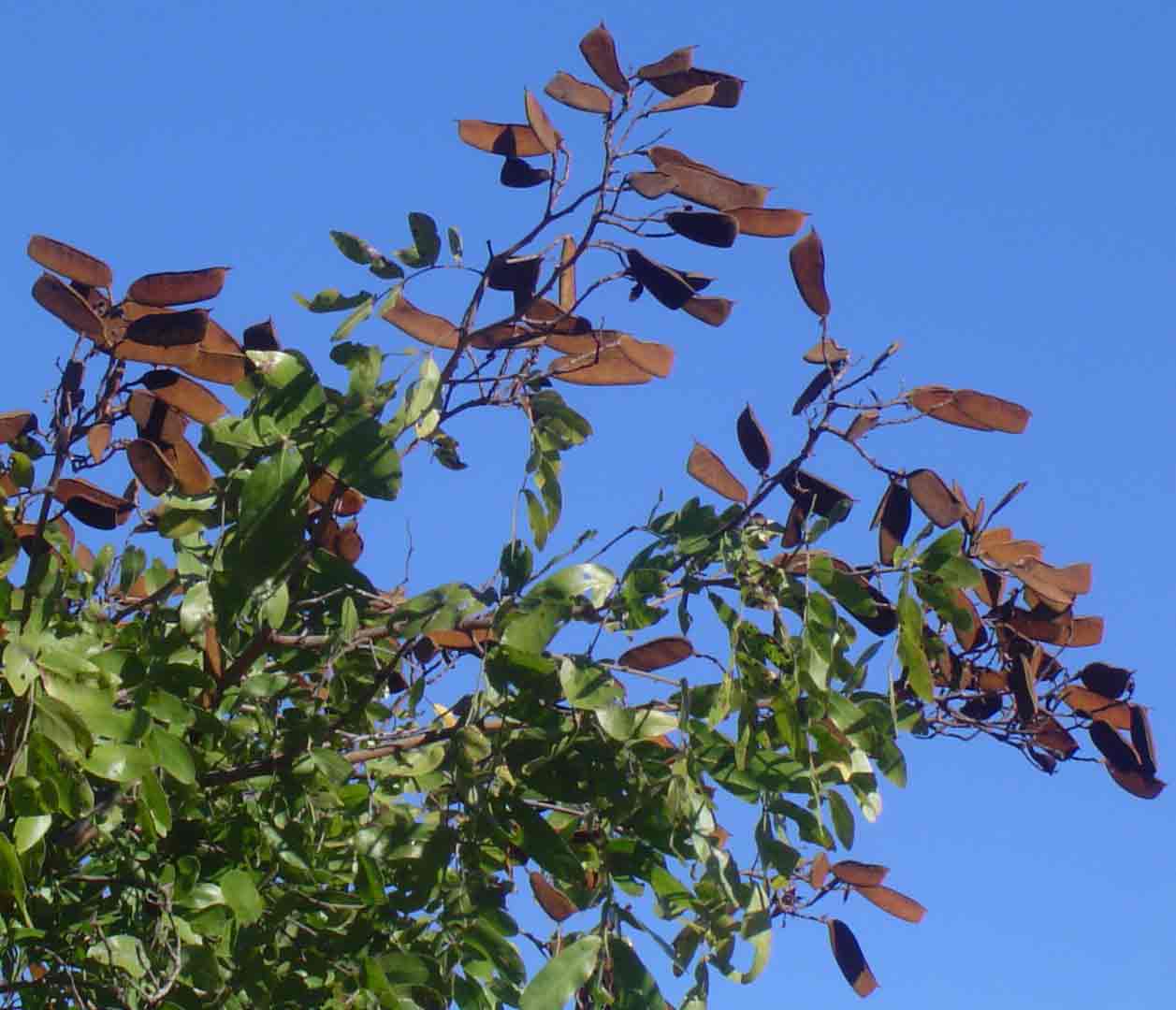 Julbernardia globiflora