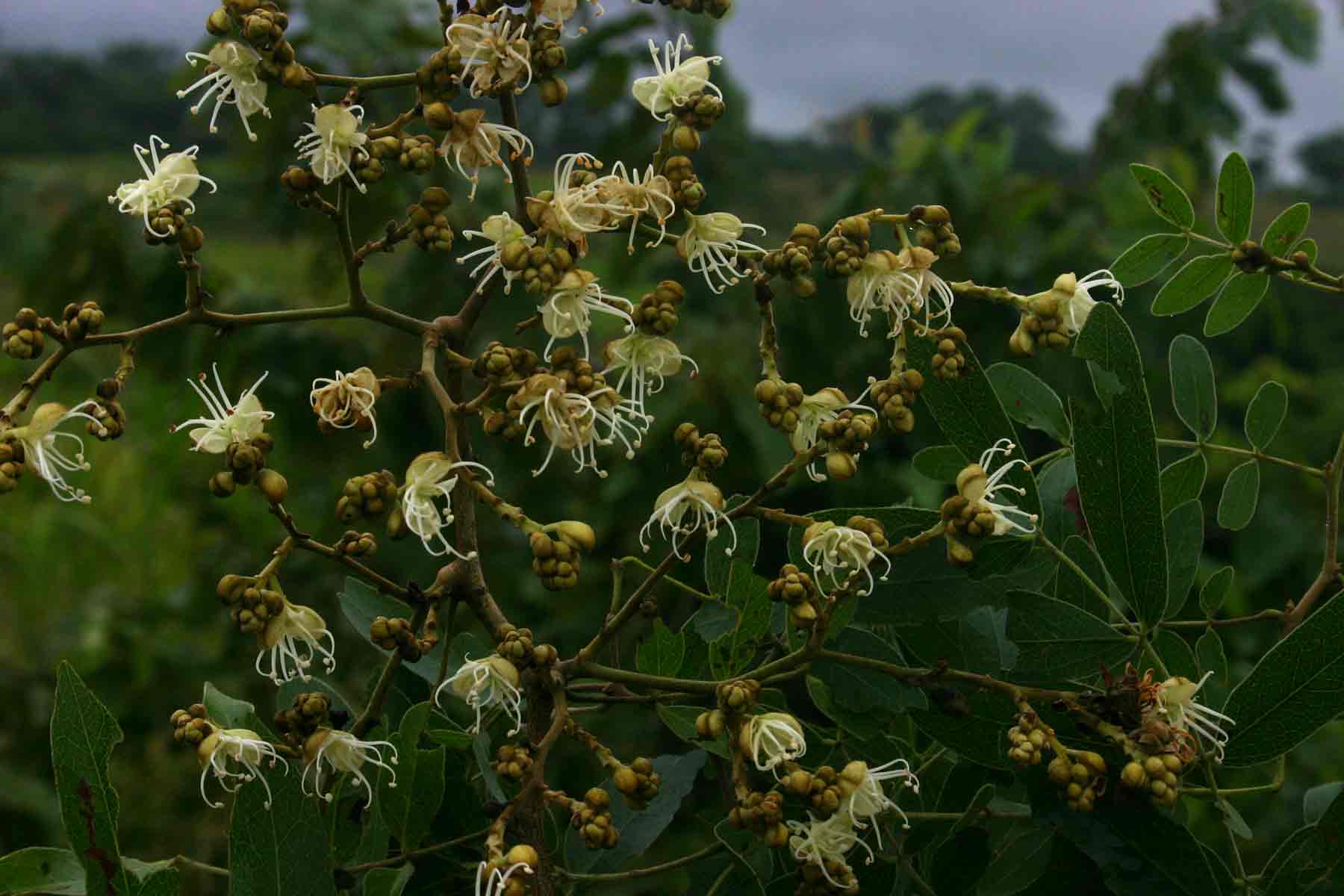 Julbernardia globiflora