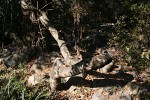 Bauhinia galpinii