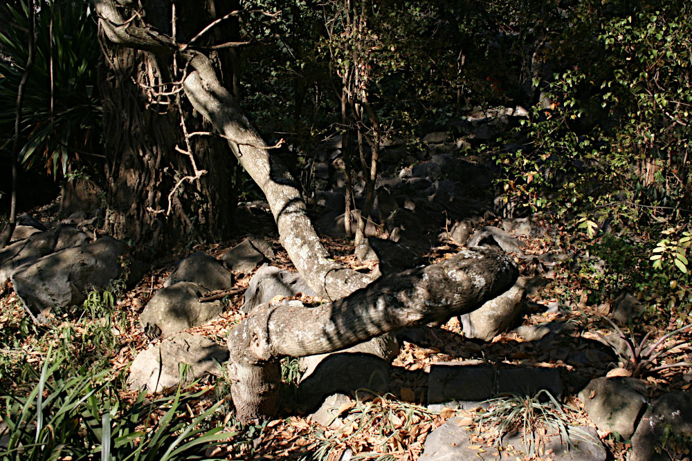 Bauhinia galpinii