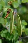 Bauhinia galpinii
