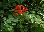 Bauhinia galpinii