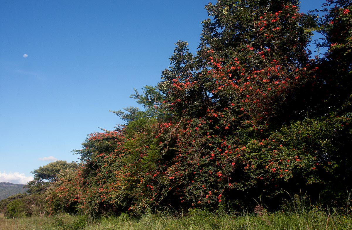 Bauhinia galpinii