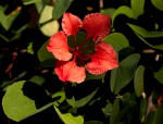 Bauhinia galpinii