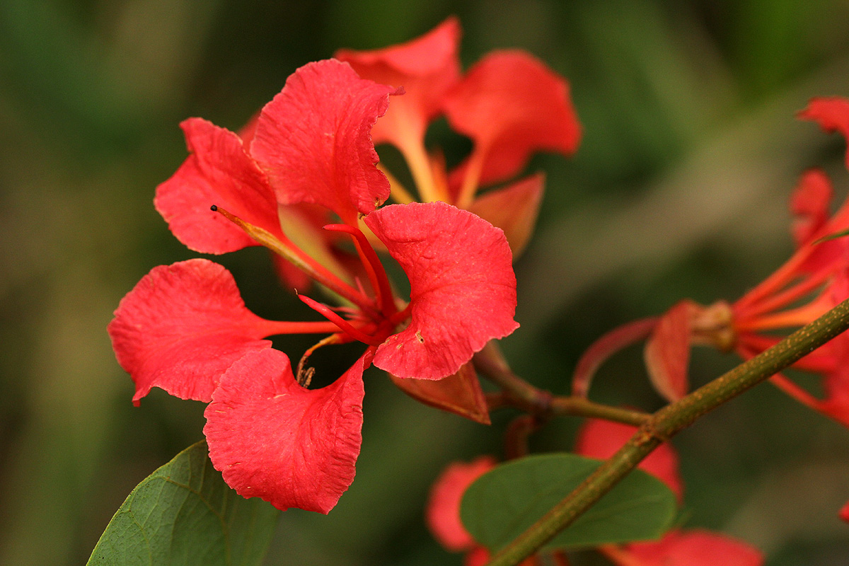 Bauhinia galpinii